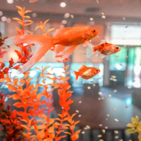 Szálloda Calimera Ralitsa Superior