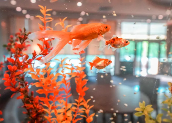 Hotel Calimera Ralitsa Superior